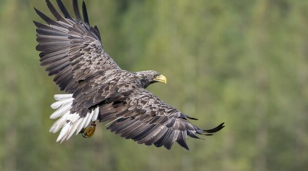 Rare white-tailed eagle found shot dead in Co Westmeath Rare white-tailed eagle found shot dead in Co Westmeath