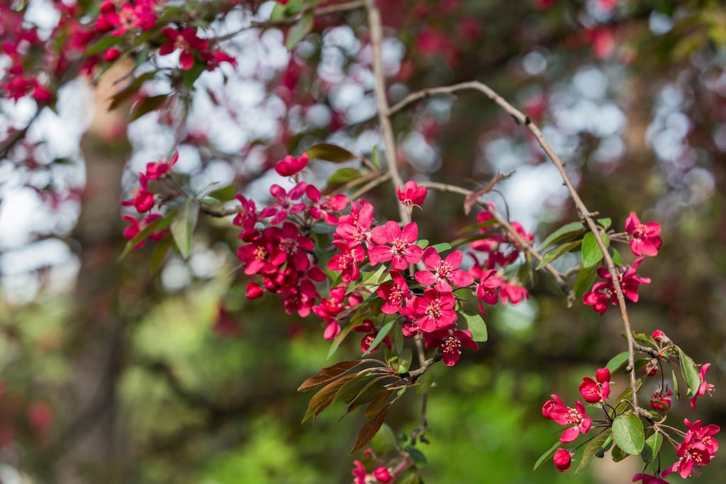 Red crab apple flowers in full bloom in spring. Photograph: iStock