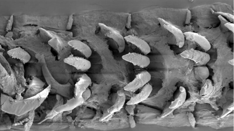 An electron microscope image of  limpet teeth.