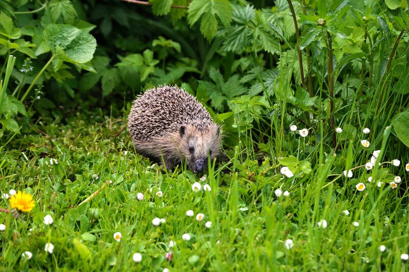 Alternate the areas you mow to allow them to grow and flower between cuts, thereby offering food and shelter for pollinating insects and animals. Photograph: iStock
