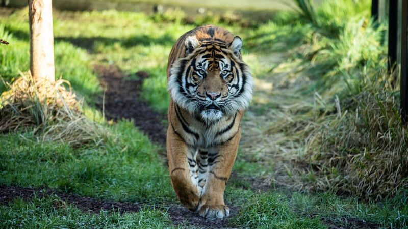 Asim  arrived from Ree Park Safari in Denmark and was matched with Melati through the European Endangered Species Programme for Sumatran tigers. Photograph: ZSL London Zoo/PA