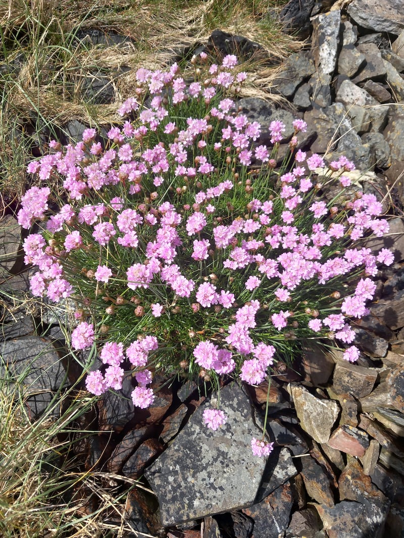 Sea pink flowers. Photograph: Walter O‘Dwyer