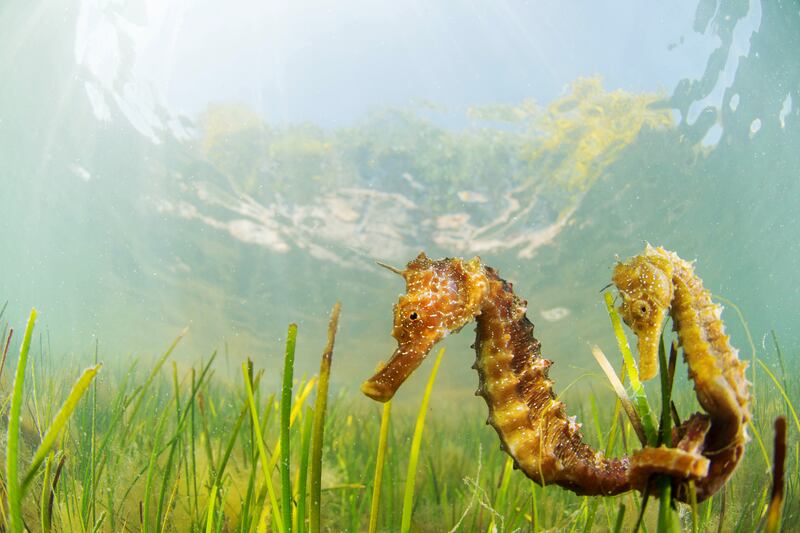 Sea horses swimming in seagrass meadows in the Mar Menor. Photograph: Javier Murcia