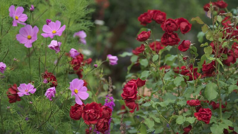 The scarlet-flowered floribunda rose, Rosa ‘Florence Mary Morse’ blooming in one of Dublin gardener Helen Dillon’s mixed borders alongside Lythrum and Cosmos. Photograph: Richard Johnston