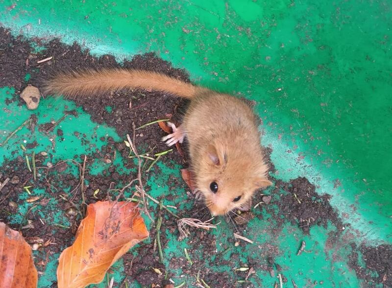 A Hazel Dormouse enters a deep hibernation from October to May according to the textbooks. Photograph: K. Hartigan