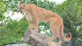 Colorado jogger strangles mountain lion after attack
