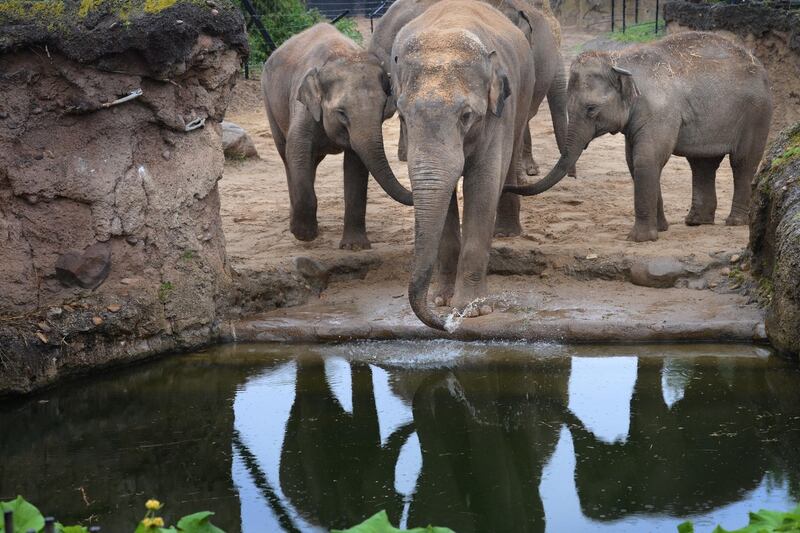 Why do we continue to exhibit animals in zoos?