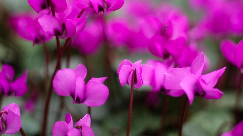 Cyclamen coum, a star of the early spring garden, which flowers from late January until March. Photograph: Richard Johnston