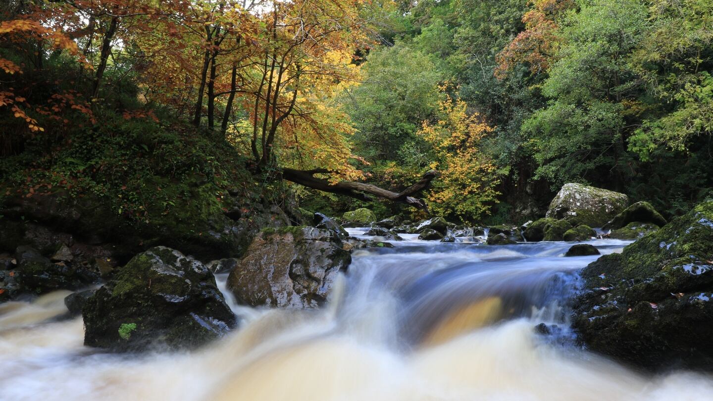 The river Dargle in Enniskerry, Co Wicklow. Photograph: Nick Bradshaw