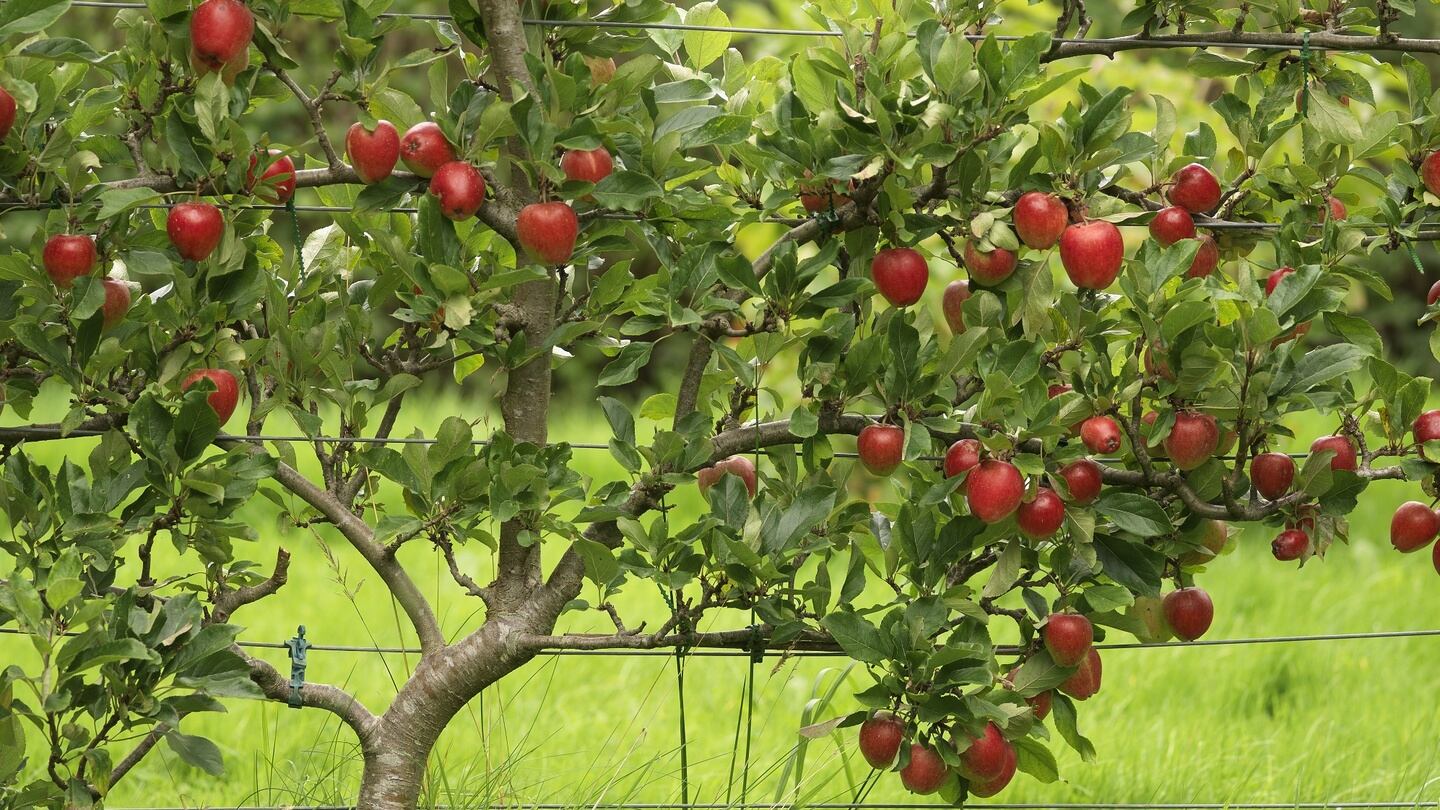 An espalier-type apple tree (‘Katy’). Photograph: Richard Johnston