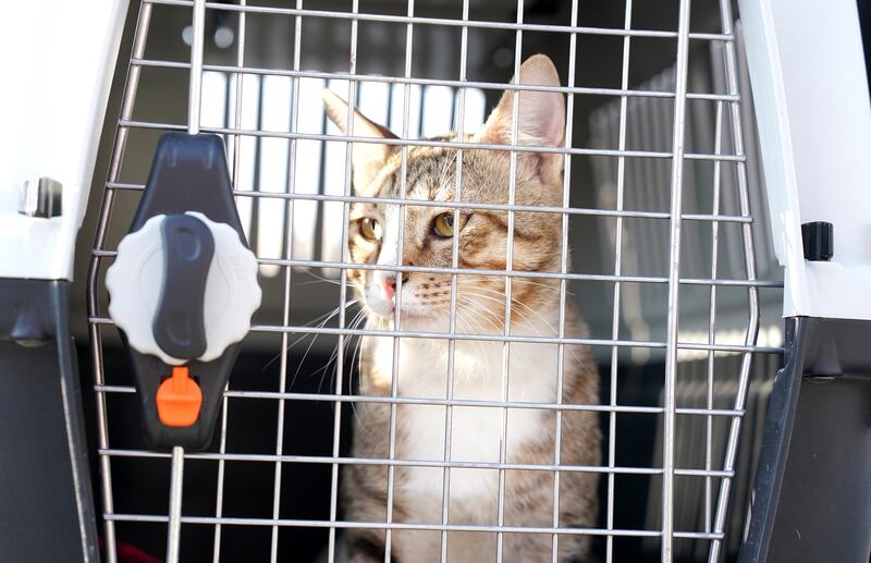Dave the cat before leaving Al Wakrah on his way to England. Photograph: Martin Rickett/PA