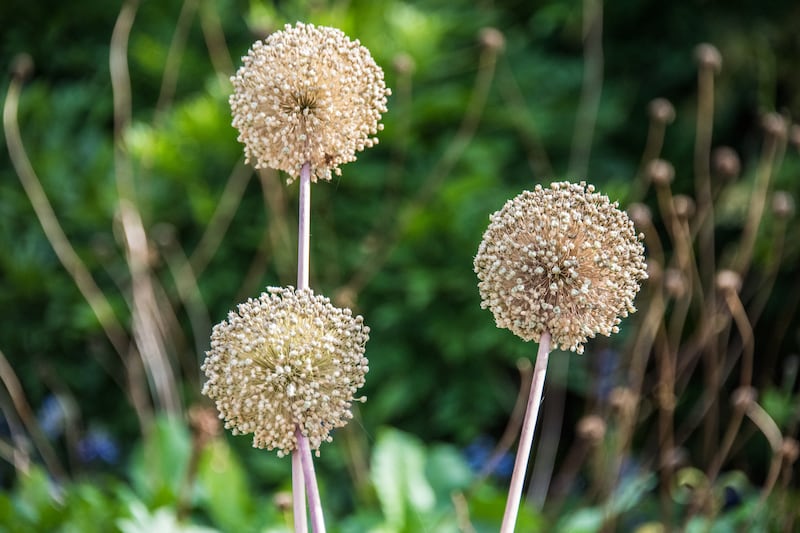 Allium Heads in Late Season