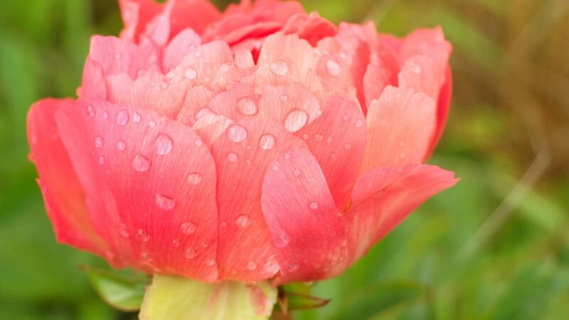 Paeony in flower. Photograph:  Richard Johnston