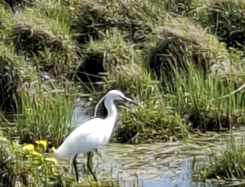 Snow-white little egret. Photograph via Eleanor Feely