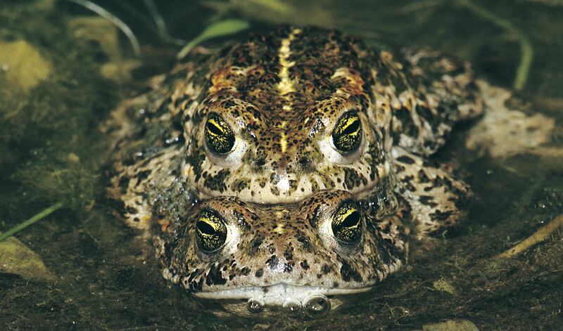 The toads may have been present in Kerry's sandy coastal areas since the last Ice Age. Photograph: National Park and Wildlife Service.