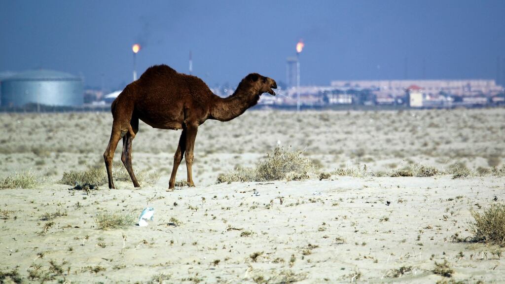The southern desert of Samawa in Iraq. A Samawa police colonel said the hunters were escorted by an Iraqi security force but that it decided not to engage a large number of gunmen. Photograph: Haidar Hamdani/AFP/Getty Images)
