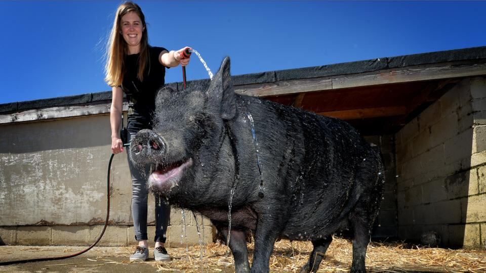 Keeping cool yesterday in the DSPCA Mount Venus Road Rathfarnham, in Dublin, as Caroline Lambe waters down the pigs as temperature rise all over Ireland.  Photograph: David Sleator/The Irish Times
