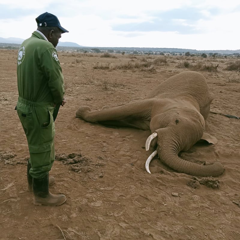 A ranger beside one of the elephants who died from suspected cyanide poisoning at Amboseli National Park in Kenya. Photograph: Kenya Wildlife Service