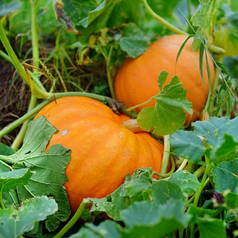 Photograph: iStock