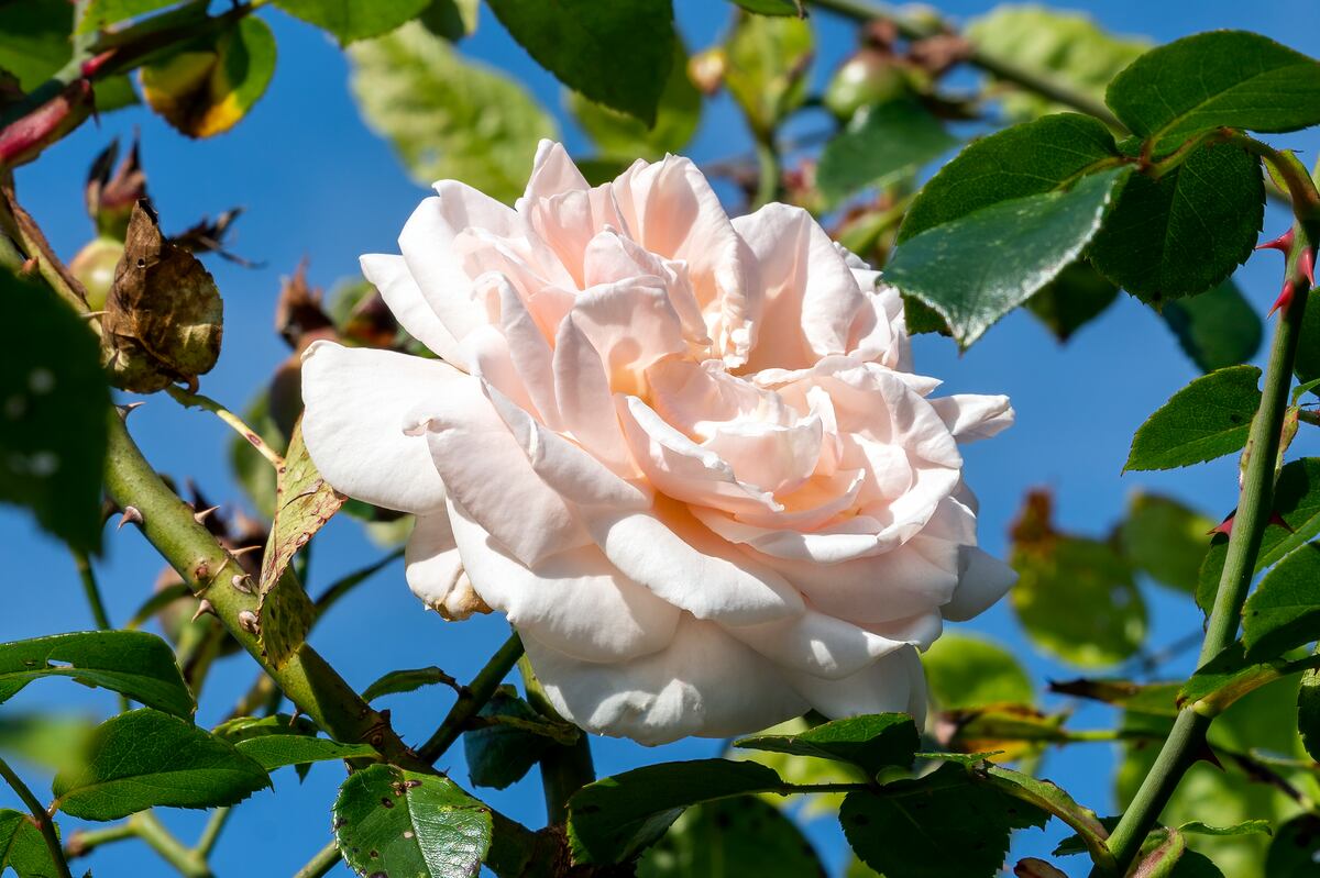 Summer Ruffle Roses All is rosy in the garden: the 10 best rose varieties to delight the ...
