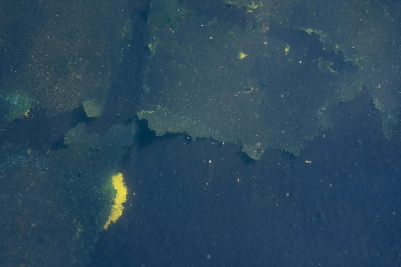 Bare patches are visible where newly applied blue paint has peeled from the bottom of the Lincoln Memorial Reflecting Pool in Washington, DC. Photograph: Ken Cedeno/AFP via Getty Images