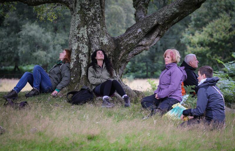 Connecting with nature:  Forest bathing training courses now take place in Glendalough forest, Co Wicklow. Photograph: Crispin Rodwell