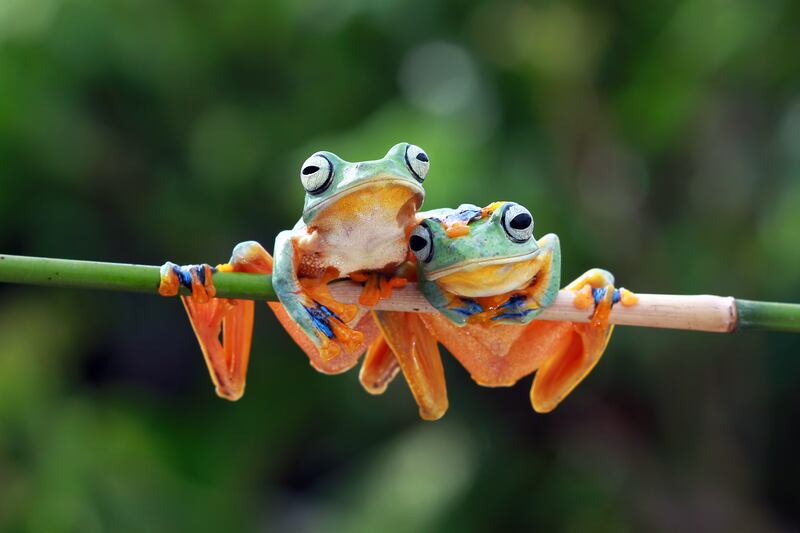 With jungles, rainforests and tropical beaches, the Central American country of Costa Rica offers a mix of adventure and luxury for the eco-tourist and wildlife spotter