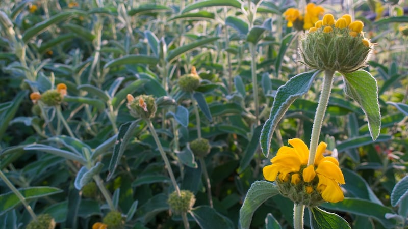 Phlomis russeliana, commonly known as Turkish sage, is a tough perennial.