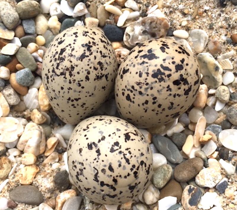 Ringed plover eggs
