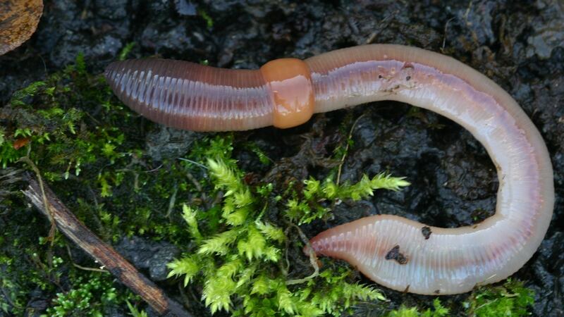 Earthworm