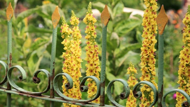 Verbascum is a sun-loving perennial with tall candles of lemon-yellow flowers.