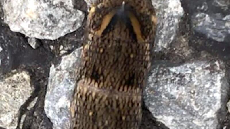 Caterpillar of the elephant hawkmoth