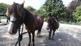 High Court approves €35,000 settlement for girl who claimed she was injured in fall from pony