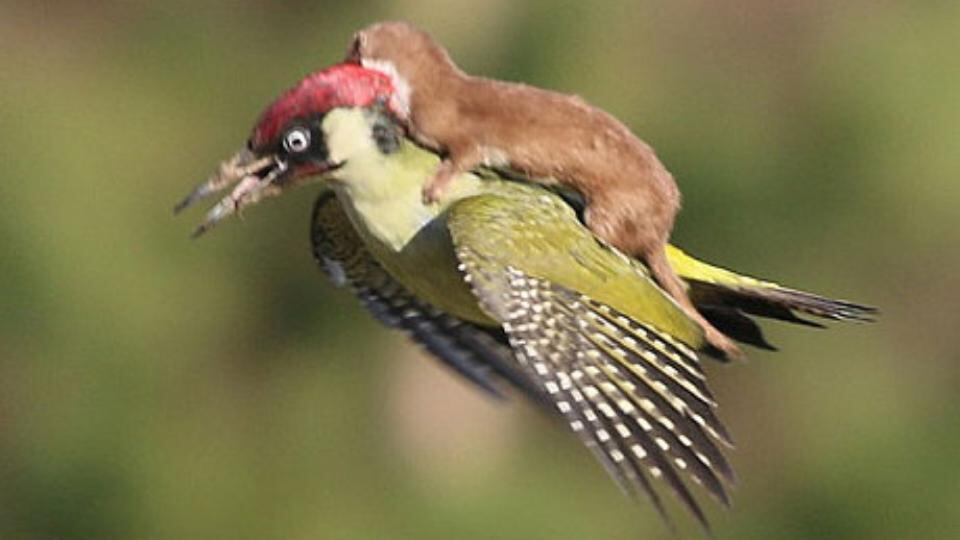 A close-up of the weasel on the terror-stricken woodpecker’s back. Photograph: Martin Le-May