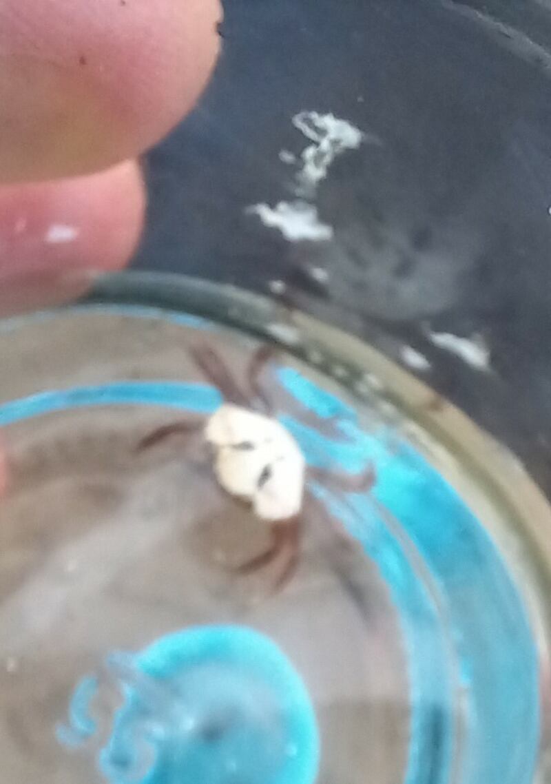 A juvenile shore crab. Photograph: Mark O’Hara