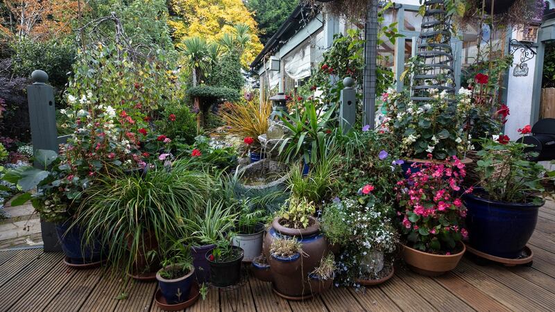 Owen Connolly’s garden in Dundrum. Picture credit; Damien Eagers 14/10/2020