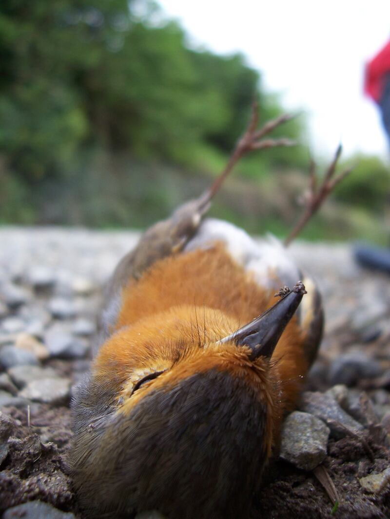 A dead robin. Photograph: Sara Baume