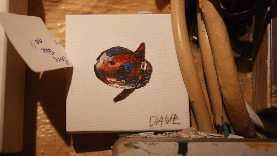 Public gallery: an EndangeredDave sunfish. Photograph: David Byrne/Facebook