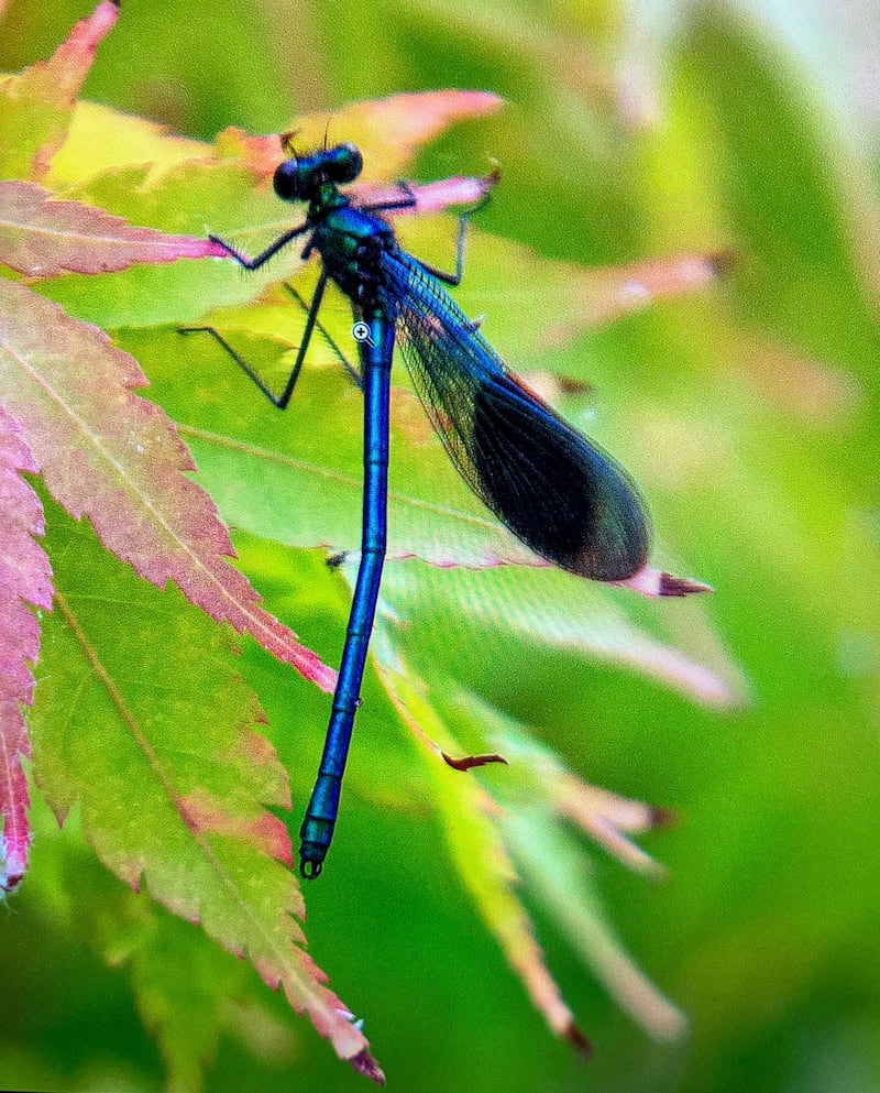 A damselfly. Photograph: Ciaran Maloney
