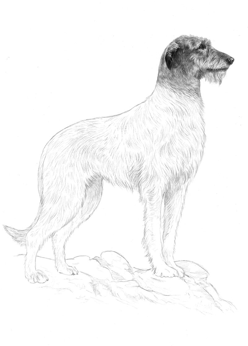An initial illustration for the new passport by artist Denise Nestor. Photograph: Department of Foreign Affairs