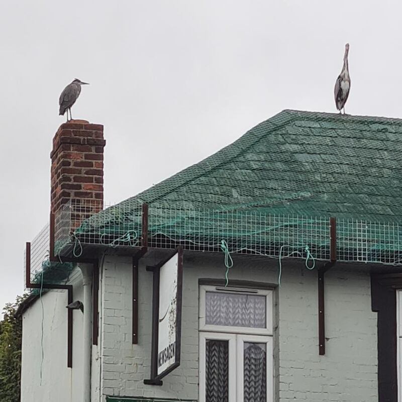 Herons
