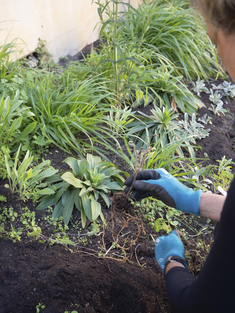 Clear weeds from flower and vegetable beds this week