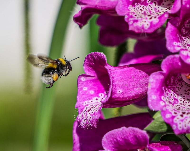 It's that time of year once again: Bloom in the Phoenix Park