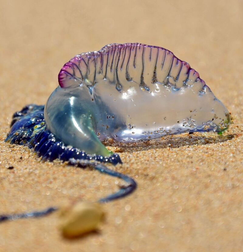 Rare sight: a Portuguese man-of-war. Photograph: iStock/Getty