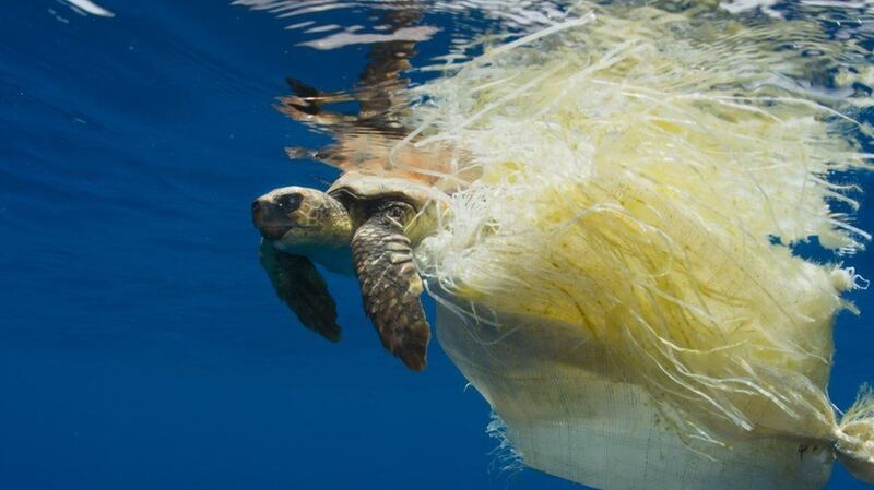 From the Blue Planet 2:  a turtle stuck in plastic packaging
