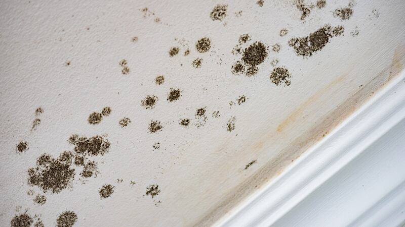 Mould loves three things – cold, dust and moisture.