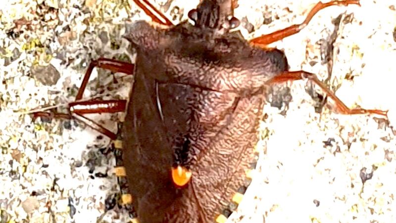 Forest bug