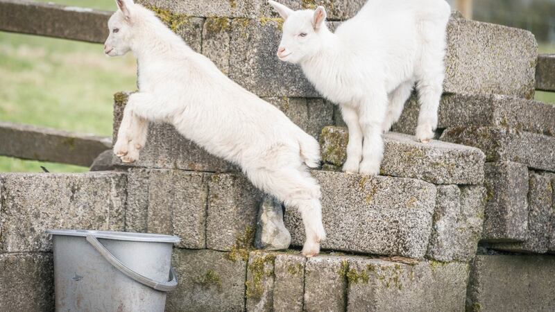 The twin Geeps named This and That  in Murneen, Claremorris, Co Mayo.  Photograph: Keith Heneghan
