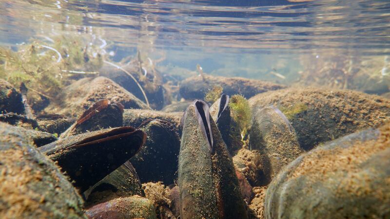 'The freshwater pearl mussel had absolutely nothing to do with the Enniscorthy flood relief scheme not being delivered,' Minister of State for nature Christopher O'Sullivan told the Seanad.