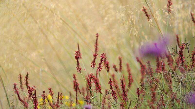Scarlet-flowered persicaria blooming beneath a haze of golden Stipa gigantea, a majestic semi-evergreen species. Photograph:  Richard Johnston